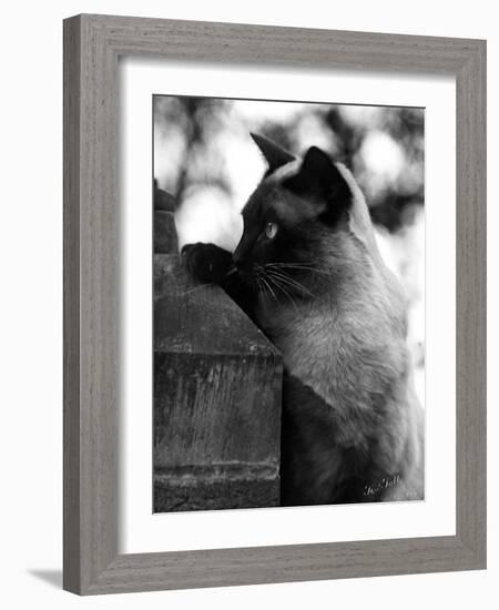 Inquisitive Siamese-Thomas Fall-Framed Photographic Print