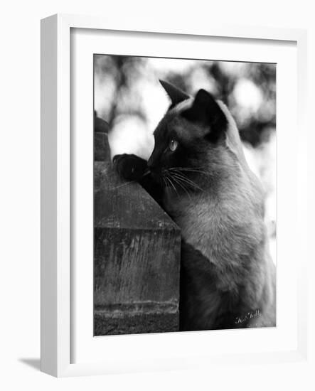 Inquisitive Siamese-Thomas Fall-Framed Photographic Print