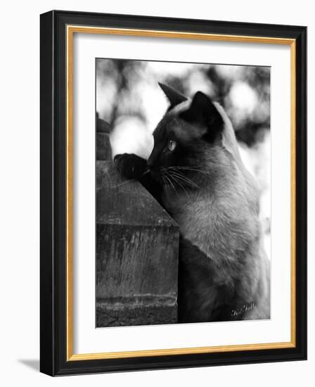 Inquisitive Siamese-Thomas Fall-Framed Photographic Print