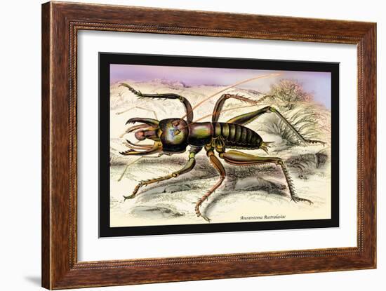Insect: Anostostoma Australasiae-James Duncan-Framed Art Print