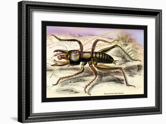 Insect: Anostostoma Australasiae-James Duncan-Framed Art Print