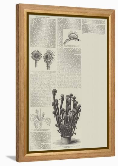 Insect-Eating Plants-null-Framed Premier Image Canvas