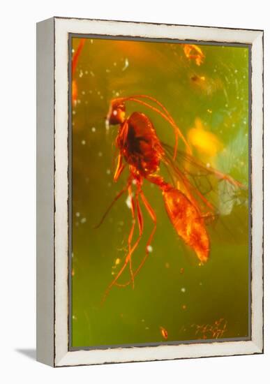 Insect Fossilised In Amber-Vaughan Fleming-Framed Premier Image Canvas