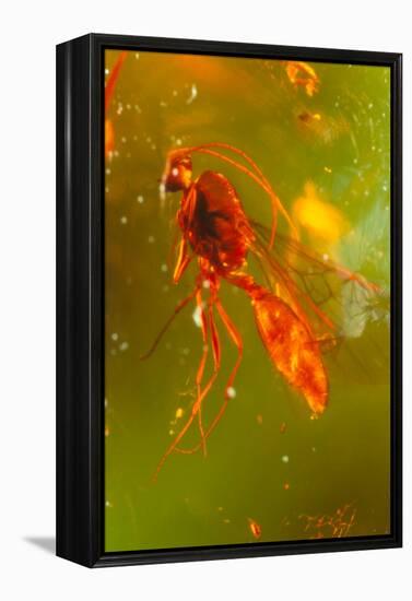 Insect Fossilised In Amber-Vaughan Fleming-Framed Premier Image Canvas