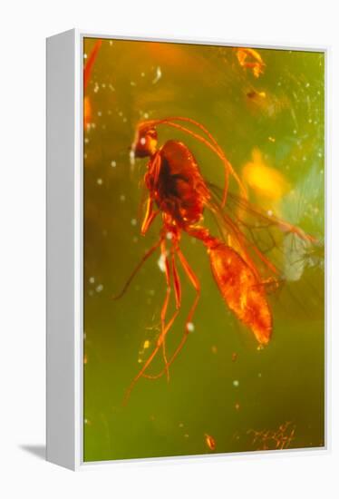 Insect Fossilised In Amber-Vaughan Fleming-Framed Premier Image Canvas