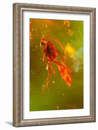 Insect Fossilised In Amber-Vaughan Fleming-Framed Photographic Print