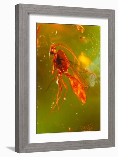 Insect Fossilised In Amber-Vaughan Fleming-Framed Photographic Print