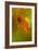 Insect Fossilised In Amber-Vaughan Fleming-Framed Photographic Print