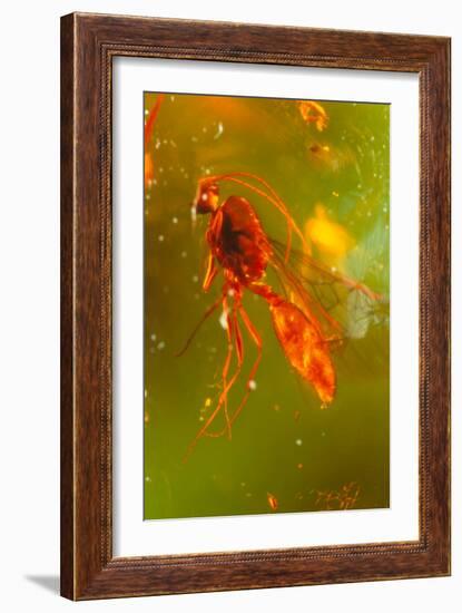 Insect Fossilised In Amber-Vaughan Fleming-Framed Photographic Print