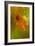 Insect Fossilised In Amber-Vaughan Fleming-Framed Photographic Print