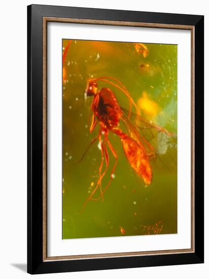 Insect Fossilised In Amber-Vaughan Fleming-Framed Photographic Print