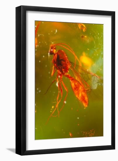 Insect Fossilised In Amber-Vaughan Fleming-Framed Photographic Print