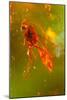 Insect Fossilised In Amber-Vaughan Fleming-Mounted Photographic Print
