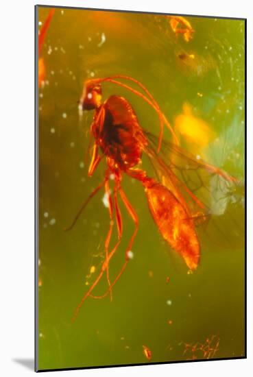 Insect Fossilised In Amber-Vaughan Fleming-Mounted Photographic Print