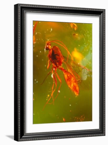 Insect Fossilised In Amber-Vaughan Fleming-Framed Photographic Print