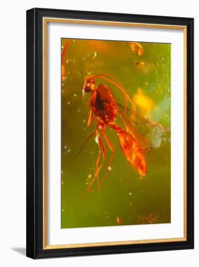 Insect Fossilised In Amber-Vaughan Fleming-Framed Photographic Print