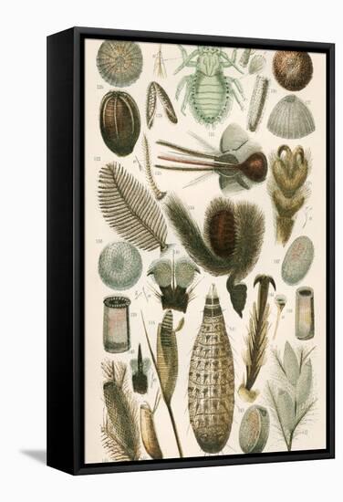 Insect Microscopy, 19th Century-Science Photo Library-Framed Premier Image Canvas