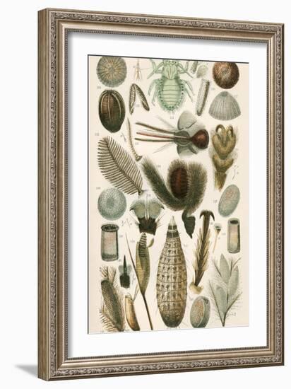 Insect Microscopy, 19th Century-Science Photo Library-Framed Photographic Print