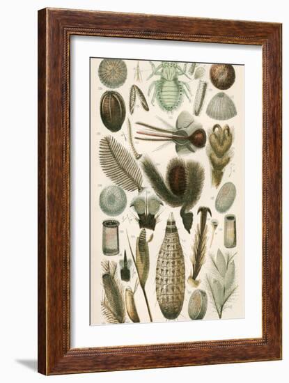 Insect Microscopy, 19th Century-Science Photo Library-Framed Photographic Print