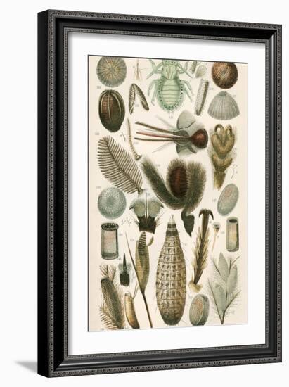 Insect Microscopy, 19th Century-Science Photo Library-Framed Photographic Print