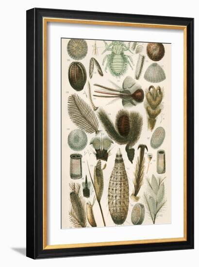 Insect Microscopy, 19th Century-Science Photo Library-Framed Photographic Print