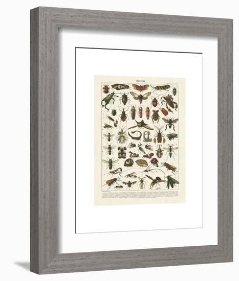 Insectes I-Adolphe Millot-Framed Art Print