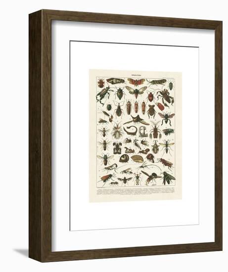 Insectes I-Adolphe Millot-Framed Art Print