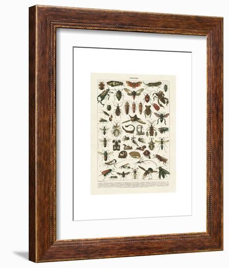 Insectes I-Adolphe Millot-Framed Art Print