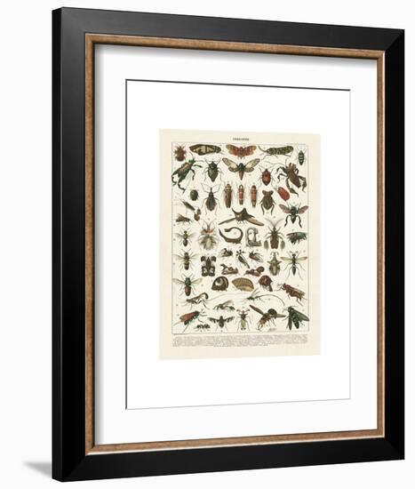 Insectes I-Adolphe Millot-Framed Art Print