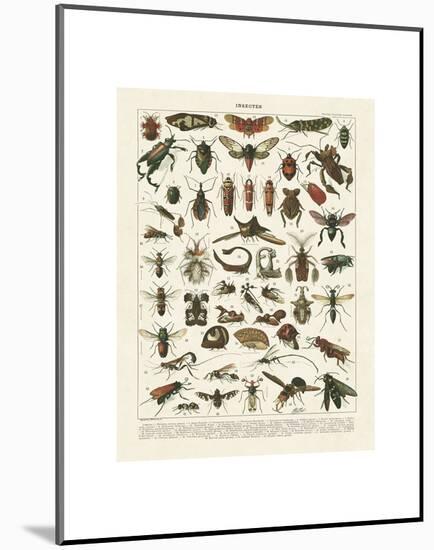 Insectes I-Adolphe Millot-Mounted Art Print