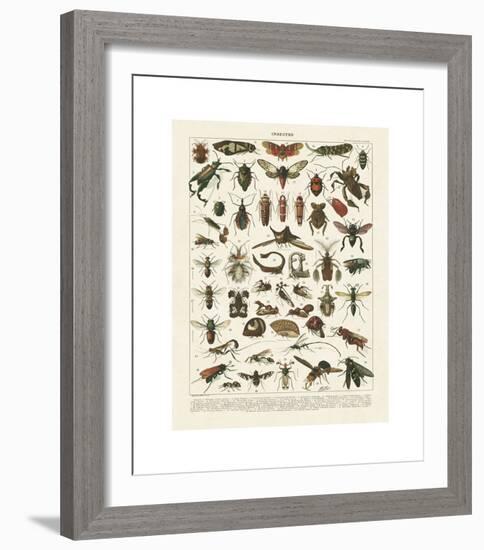 Insectes I-Adolphe Millot-Framed Giclee Print