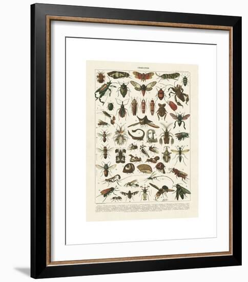 Insectes I-Adolphe Millot-Framed Giclee Print