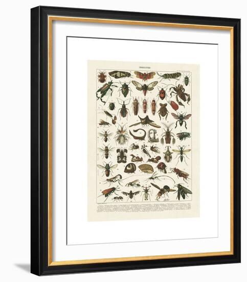 Insectes I-Adolphe Millot-Framed Giclee Print