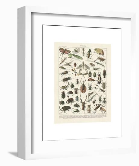 Insectes II-Adolphe Millot-Framed Art Print