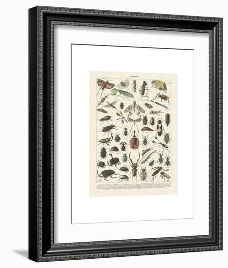 Insectes II-Adolphe Millot-Framed Art Print