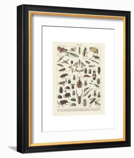 Insectes II-Adolphe Millot-Framed Art Print