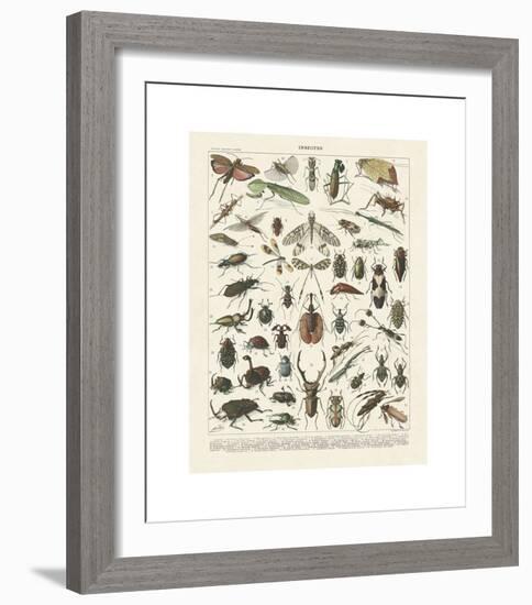 Insectes II-Adolphe Millot-Framed Giclee Print