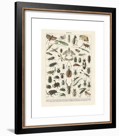 Insectes II-Adolphe Millot-Framed Giclee Print