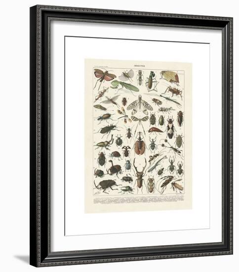 Insectes II-Adolphe Millot-Framed Giclee Print