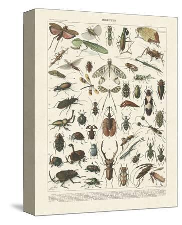 Insectes II Stretched Canvas Print by Adolphe Millot | Art.com