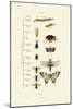Insects, 1833-39-null-Mounted Giclee Print