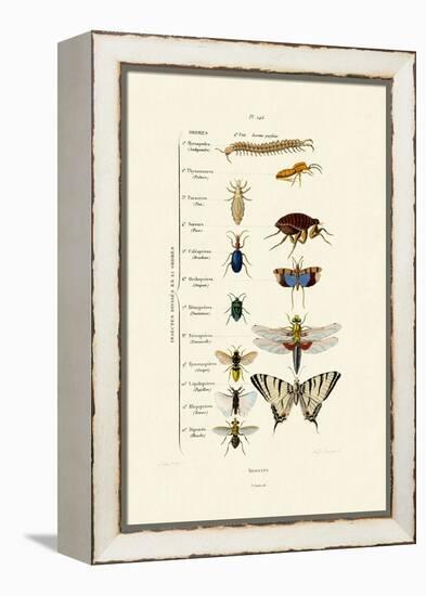 Insects, 1833-39-null-Framed Premier Image Canvas