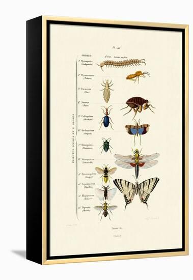 Insects, 1833-39-null-Framed Premier Image Canvas