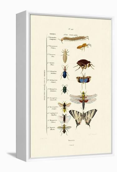 Insects, 1833-39-null-Framed Premier Image Canvas