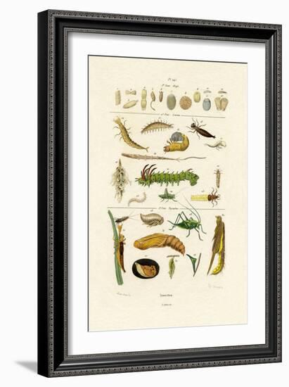 Insects, 1833-39-null-Framed Giclee Print