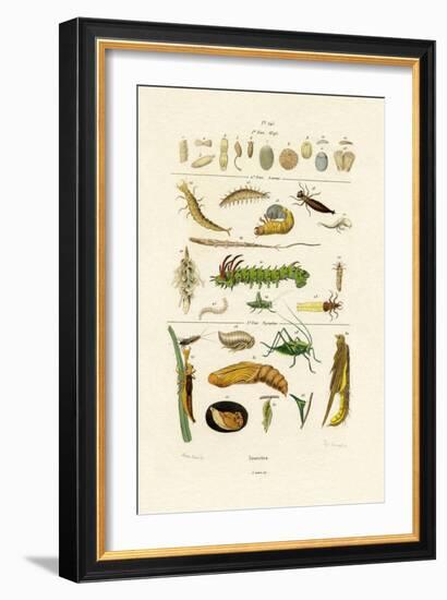 Insects, 1833-39-null-Framed Giclee Print