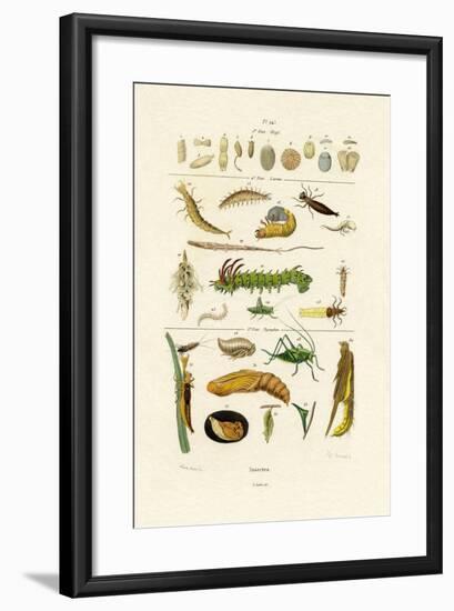 Insects, 1833-39-null-Framed Giclee Print