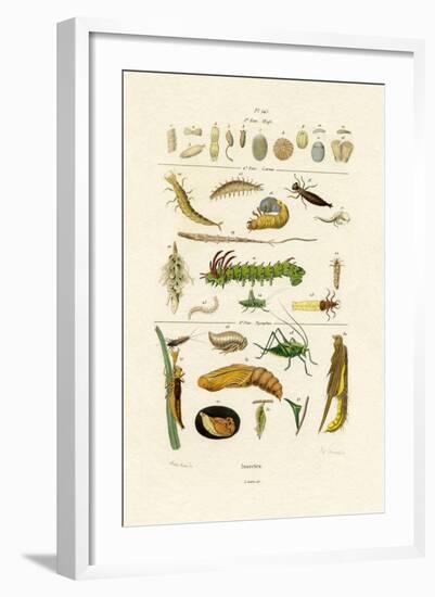 Insects, 1833-39-null-Framed Giclee Print