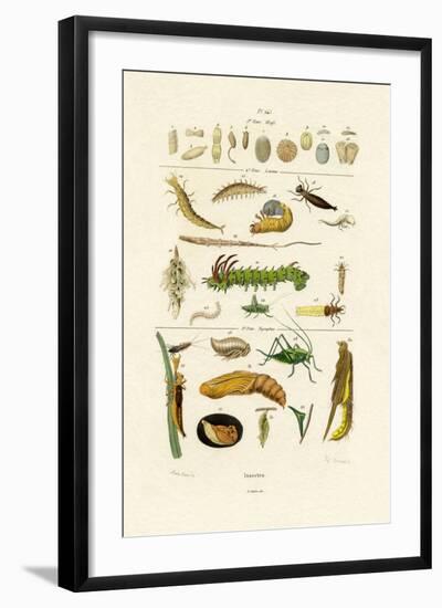 Insects, 1833-39-null-Framed Giclee Print