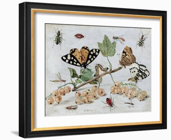 Insects and Fruit-Jan van Kessel-Framed Art Print